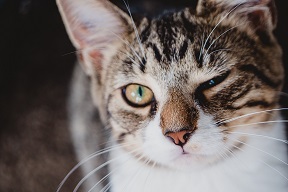 cat winks